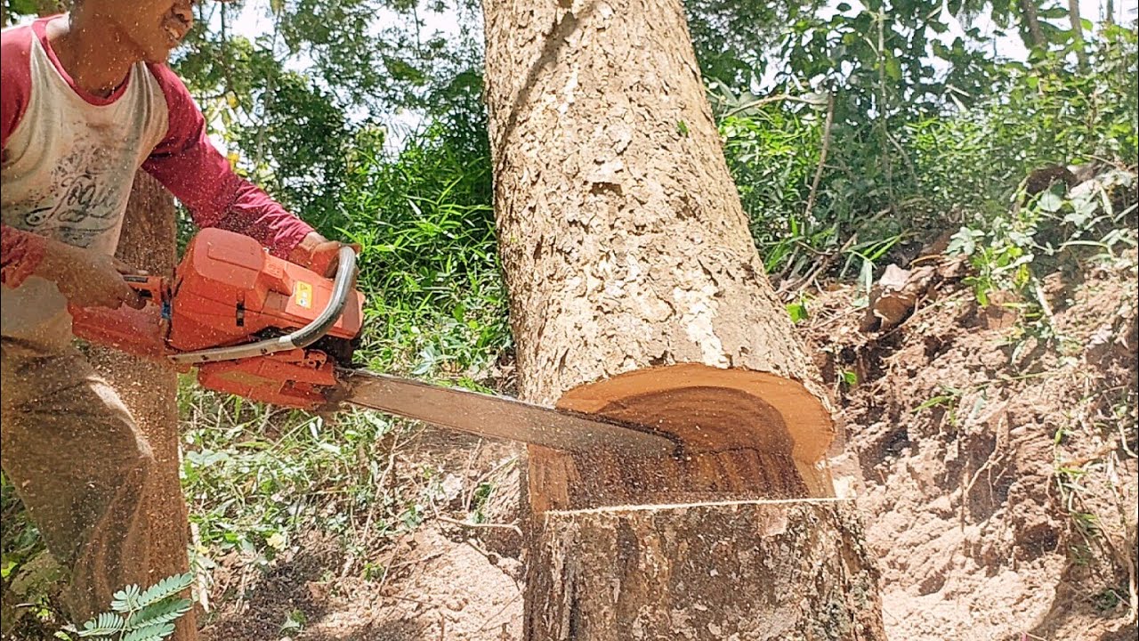 Little monster !! Husqvarna 395xp Vs 2 trembesi trees.