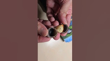 Trying Macadamia Nuts for the First Time - Taste Test and Review #thevetpreneurvoice #macadamia