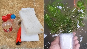 Mẹo Trồng Cây Thủy Sinh Cắt Cắm Bằng Bông Lọc Không Cần Phân Nền