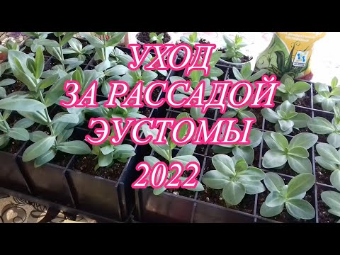 Всходы ЭУСТОМЫ 2022. Уход за рассадой в условиях квартиры, досвечивание, подкормки...