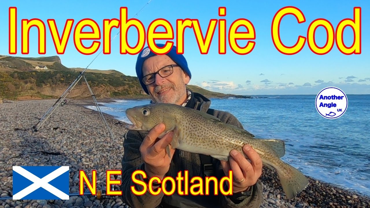 Cod Season Starts at Inverbervie Beach : North East Scotland : Good Start : Fishing with Friends.