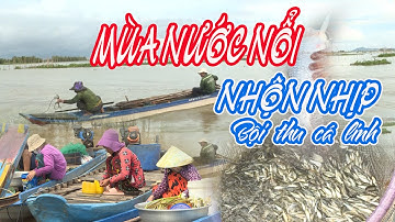 CÁ ĐỒNG MÙA NƯỚC NỔI - BẤT NGỜ CHỢ CÁ LỚN NHẤT NHÌ Ở VÙNG BIÊN GIỚI CAMPUCHIA | Miền Tây Phố