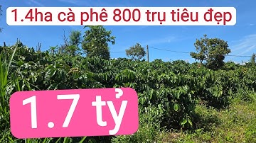 Bán vườn cà phê tiêu đẹp giá rẻ đàu tư, bất động sản đất rẫy, đất đỏ bazan đẹp