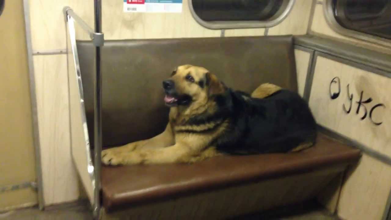 Dog in the subway YouTube