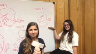 Chapter 8 skeletal development