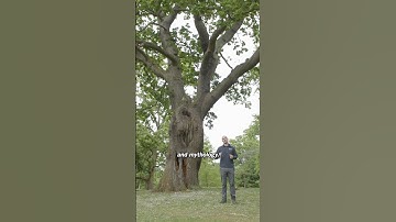 Waarom houden druïden van eikenbomen? #kewgardens #tuinieren #natuur #bomen #eikenboom