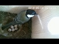 シジュウカラ　巣箱観察　20180512  スズメ襲来　Japanese tit nest box// Attacked by a sparrow.