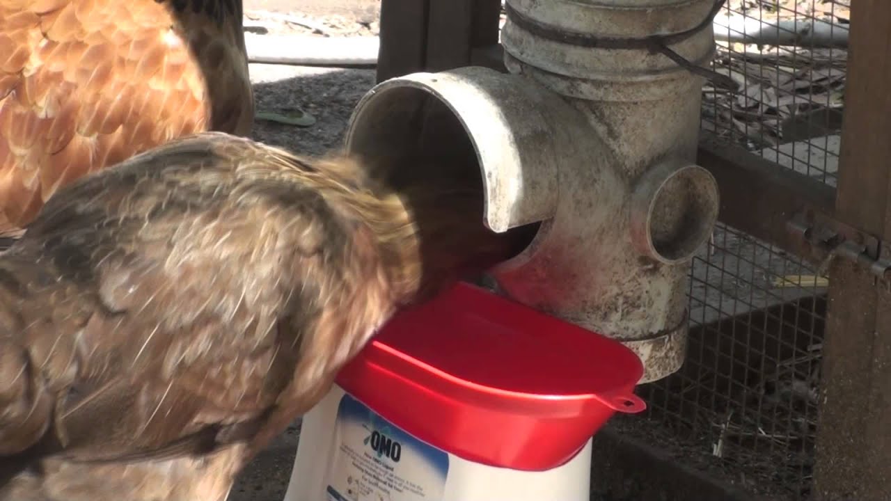 Stop Waste From Chicken Feeder DIY Catch Device for PVC ...