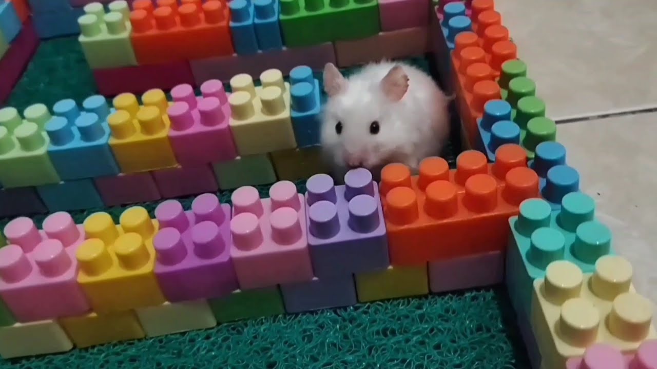 Important moments in a hamster's life 🐹