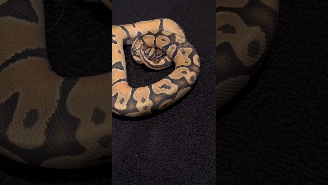 This ball python boy is bright 🔥🧡 
