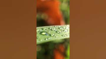 Close up on Water Drops on Leaf #shorts #droplets Video by Anastasia Luzan from Pexels