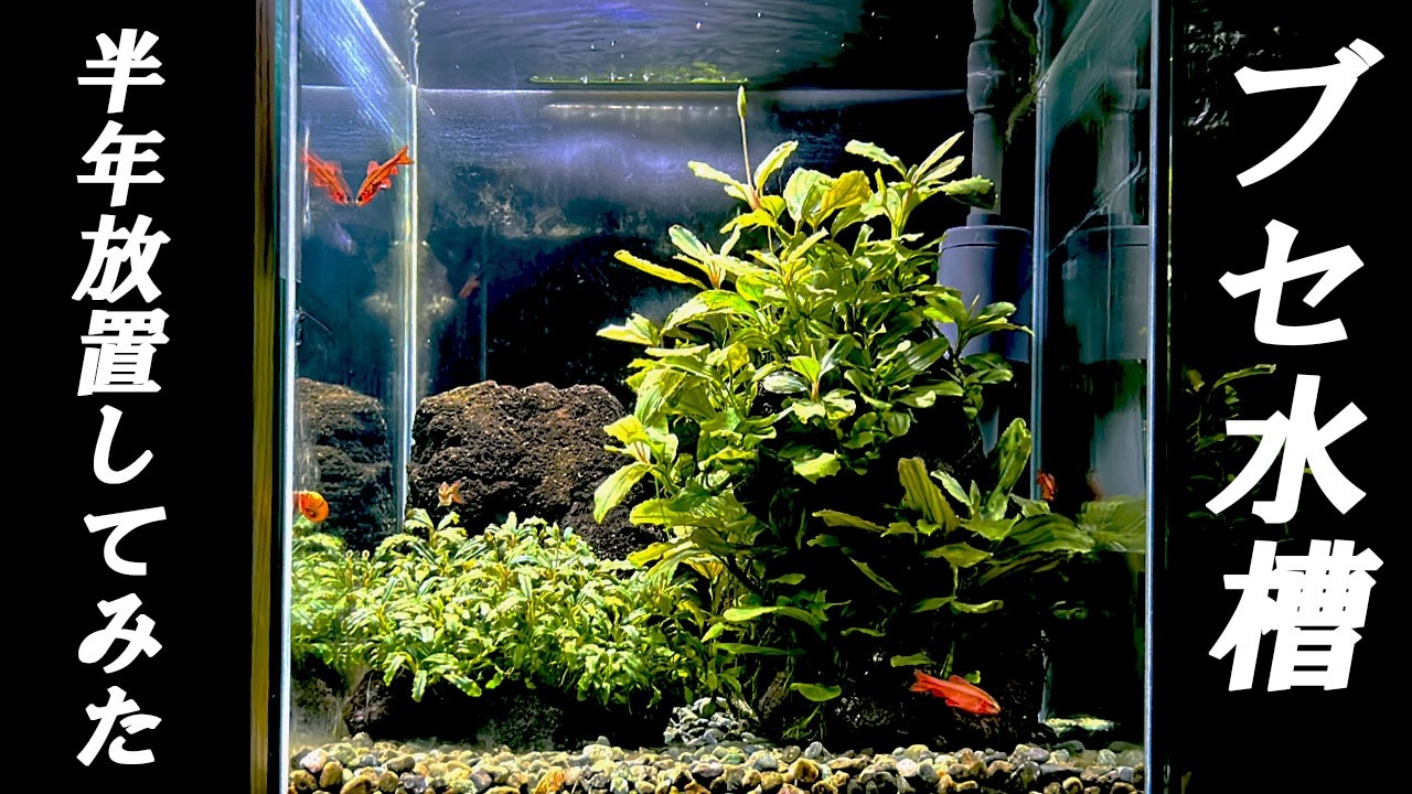 濾過力最強！沈殿槽付きブセ水槽！半年放置した結果… - たなごGo！