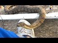 3 Snakes Get Some Help From A Human  | The Dodo
