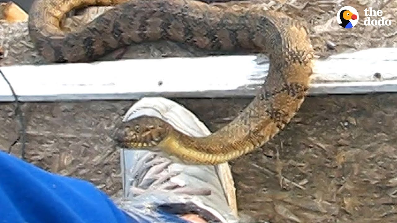 ⁣3 Snakes Get Some Help From A Human  | The Dodo