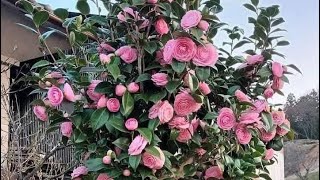 251-2026-Lh-0338531359-Bán Rẻ Bao Sip Xả Toàn Bộ Dọn Vườn Các Mặt Hoa Dòng Trà My Nụ Hoa Chơi Tết