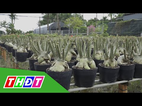 Video Nông dân Sa Đéc tăng giá trị cho cây hoa sứ bằng ghép... - youtube
