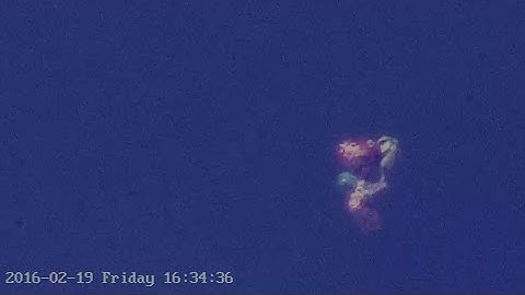Morphing anomaly moving against the wind, IR footage 02/19/16 4:34pm EST.