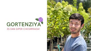 : Gortenziyalar giper-skidkada!