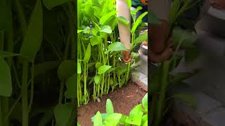 As soon as the weather gets hot, hurry up and plant some water spinach