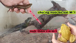 Nuôi thêm RẮN MỐi làm cảnh và chuồng nuôi bò sát MỚI, thay nước cho hồ cá săn mồi / Bảo pet