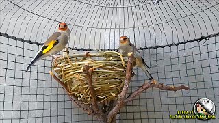 Breeding Grayheaded Goldfinches at home