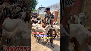 Gujri Sirohi Bakra available in Jharkhand Dhanbad #goat #farming #trending #shorts #viralvideo ￼￼