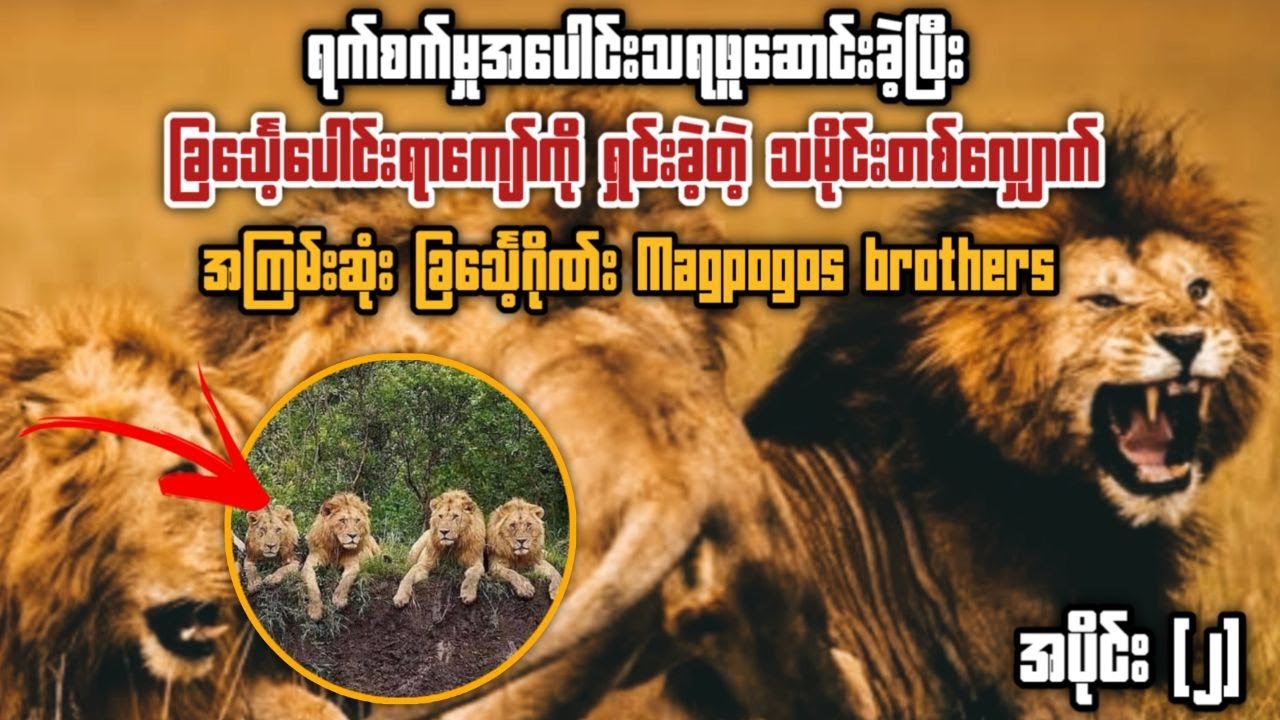 ကမ္ဘာ့သမိုင်းရဲ့ အကြမ်းဆုံးခြင်္သေ့ဂိုဏ်း Magpogos brothers - (၂)