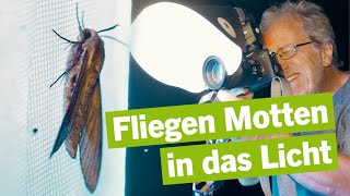 Verlorene Vielfalt? Was Nachtfalter Über Die Natur In Berlin Erzählen Museums-Evolution