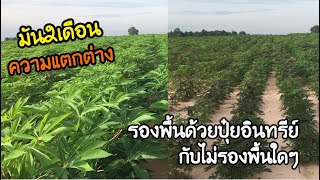 EP:59 ความแตกต่างระหว่างการปรับปรุงดินด้วยปุ๋ยอินทรีย์ กับ ไม่ได้ปรับปรุงดินก่อนปลูกมัน2เดือน🌿🌲