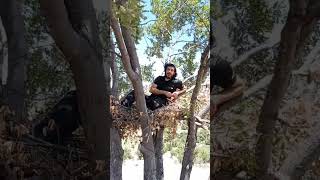 Battalgazi Ağaç Depelerinde