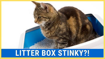 Litter Box Odor |  6 Tips to Reduce Box Odor