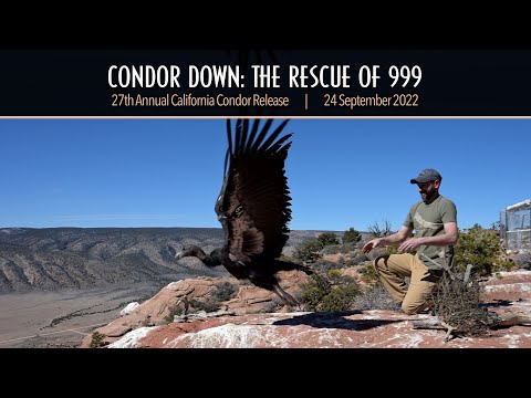 Condor Down: The Rescue of 999