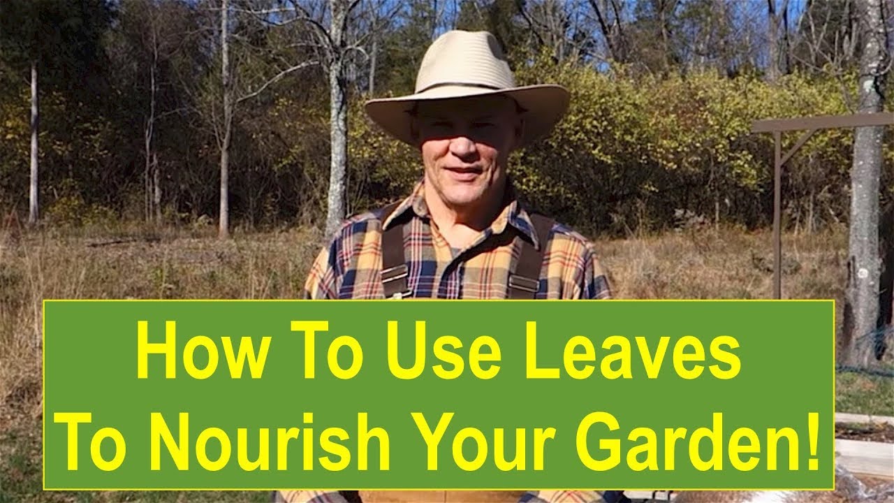 Howto Use Leaves for Compost to Nourish Your Vegetable Garden Soil YouTube