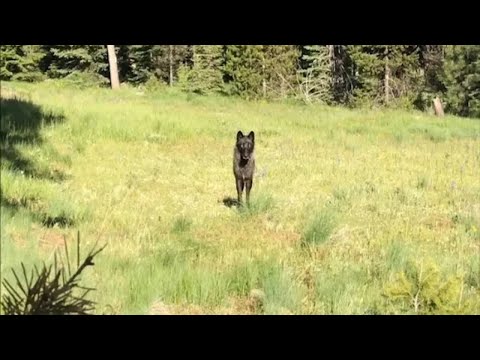 فيديو: كيفية الهروب من الذئب