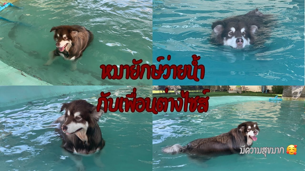 พาหมาสองไซส์ว่ายน้ำ หมายักษ์และหมากระเป๋า เพื่อนซี้ต่างไซส์ || Maple Vlog