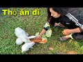 Vợ Chồng Săn Bắt Ẩm Thực Vùng Cao Cho Thỏ Ăn Và Cái kết Cho anh Rottweiler mun| Tường Vy Vlog