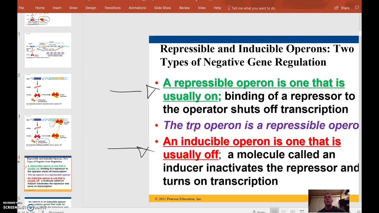 AP Biology Video Review Prokaryotic Gene Regulation YouTube