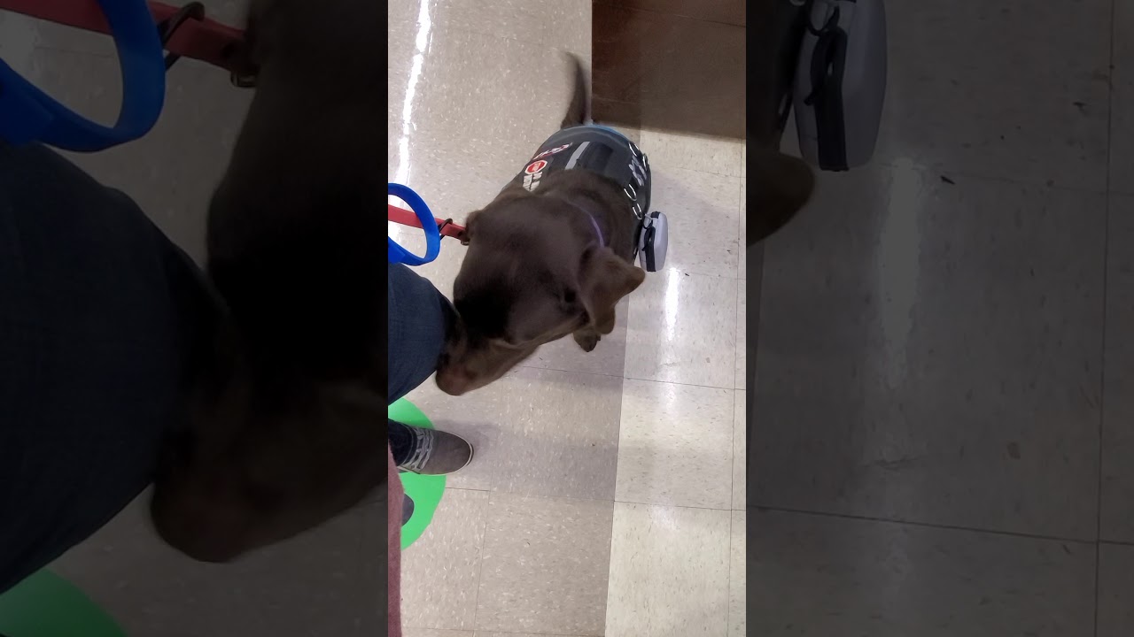 PTSD Service Dog Alert Service Dog Tasks K9PAD Neily YouTube