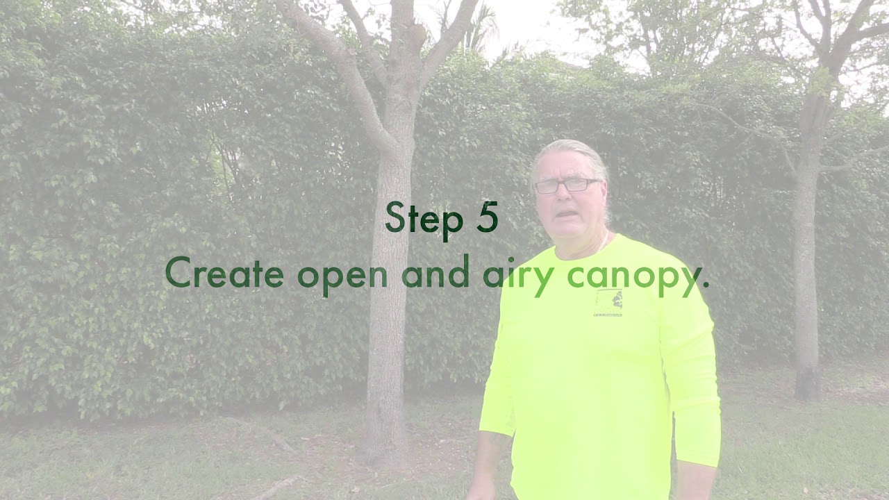 Tree Trimming 101 - YouTube