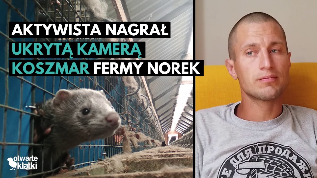 NOWE ŚLEDZTWO! Aktywista zatrudnił się na największej fermie norek w Polsce!