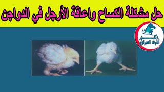 تعرف على  مرض الكساح عند الدواجن و ما هي طريقة علاجه ؟