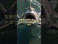 獰猛なサメ5種#サメ#危険
