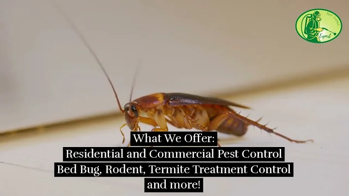 Say Goodbye to Pests with Our Expert Pest Control Services in Dubai!