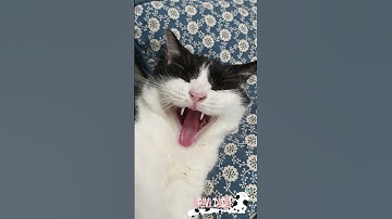 Cat Yawning 😹 Funny Cats - Bravo Dada! #Shorts