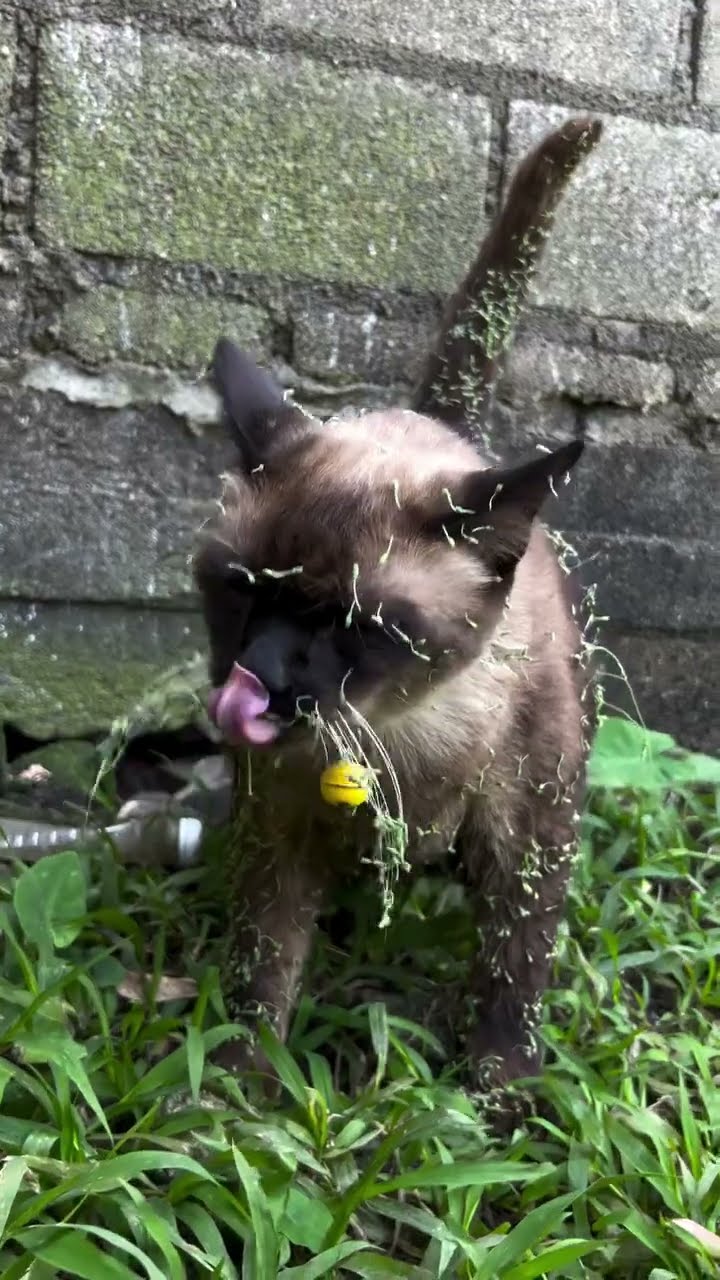 Funny  cat ?????????????