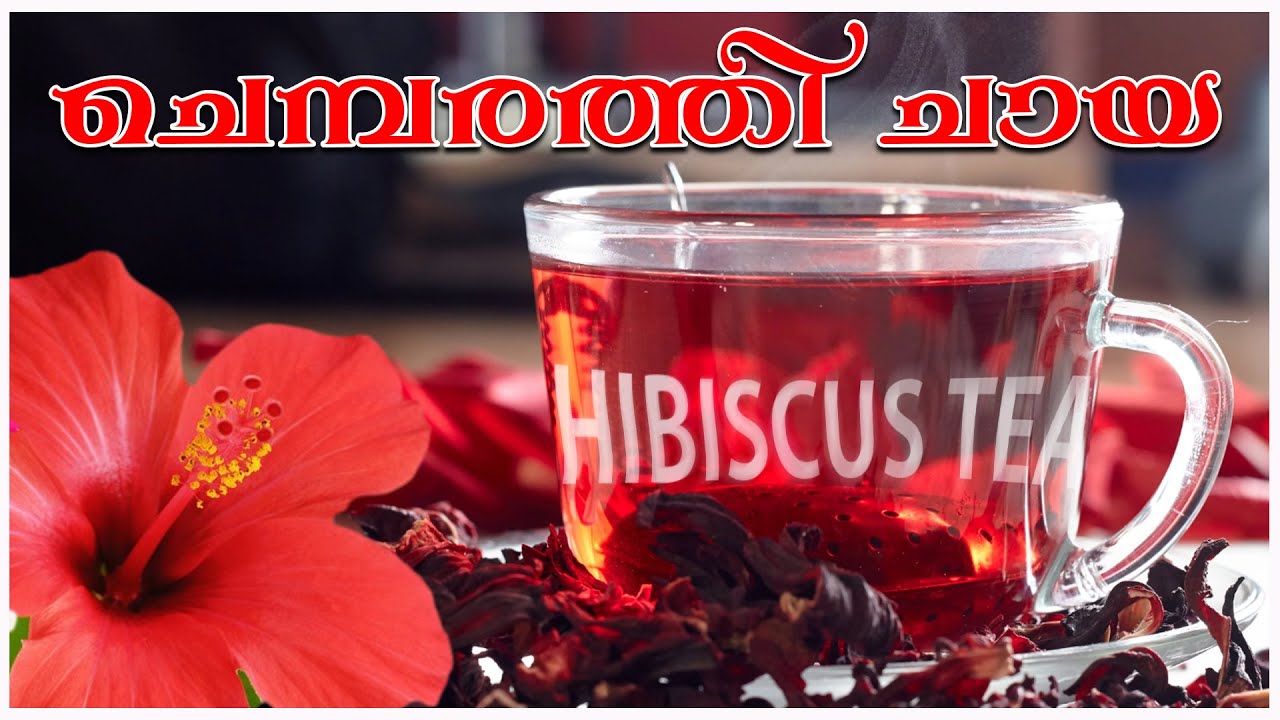 Hibiscus Tea Recipe Malayalam Chembarathi Chaya How to make