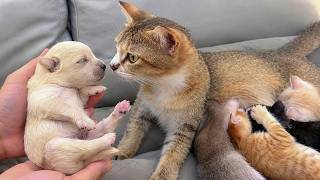 The Mama Cat Meets a Tiny Newborn Rescue Puppy for the First Time… Will She Accept Him?