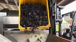 Whole Cluster Pressing Pinot Meunier