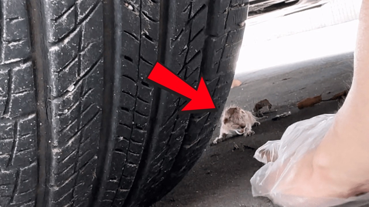 Под машиной лежал слабый котёнок, звал изо всех сил, и его случайно услышал проходивший мимо мужчина