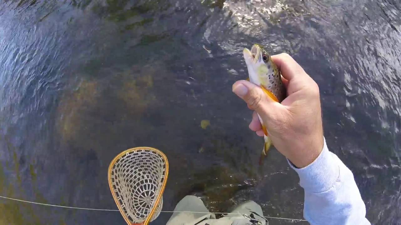Спринг-Крик, Пенсильвания, нахлыстовая рыбалка осенью 2016 г., ОТЛИЧНАЯ ЛОВЛЯ НА СУХУЮ МЫШКУ!!